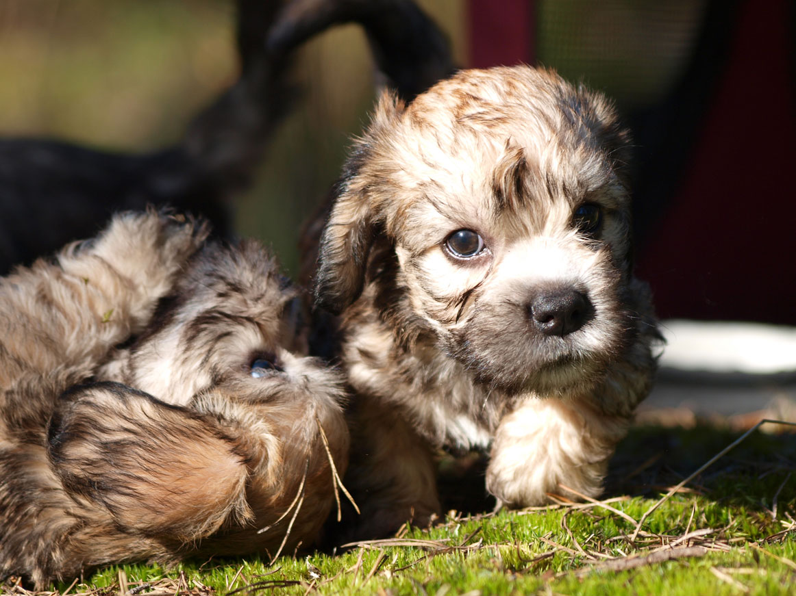 Rescue | The Dandie Dinmont Terrier Club of America