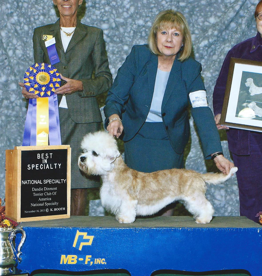 2013 DDTCA National Specialty BOB<br> <b>GCH Pastime The Dandie Wears Prada</b><br>Owned and Bred By: Phil and Karen Cramer