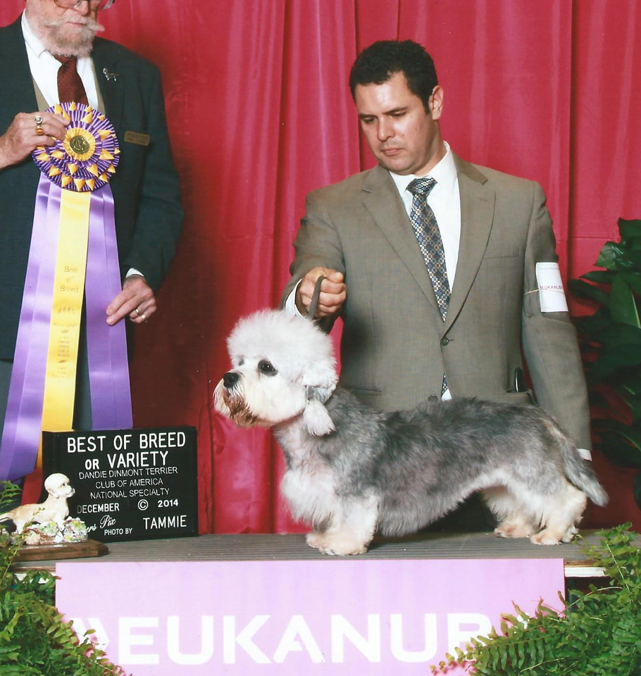2014 DDTCA National Specialty BOB<br> <b>CH Pastime That's All Folks </b><br>Owned and Bred By: Phil and Karen Cramer