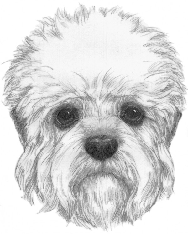 Illustrated standard | The Dandie Dinmont Terrier Club of ...